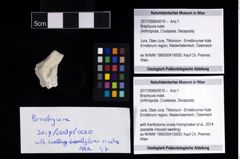 Foto (Objekt + Etikett) von Brachyura indet.  (NHMW-GEO-2017-0089-0010)
